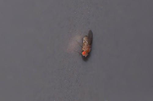 Drosophila sp.