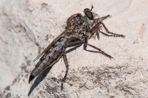 Tolmerus atricapillus