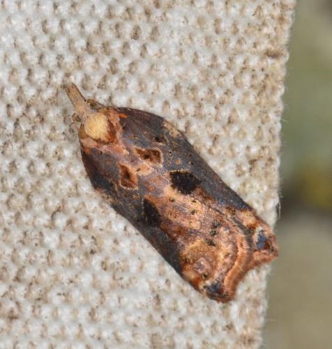 Acleris cristana