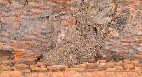 Xanthorhoe fluctuata