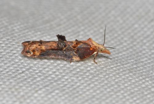 Acleris cristana