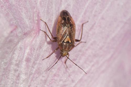 Réf. 173 828 : Lygus rugulipennis