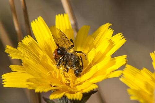 Lasioglossum sp.