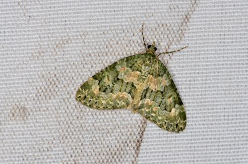 Chloroclysta miata