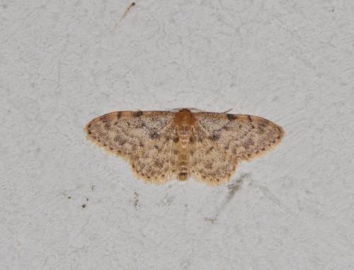 Idaea inquinata