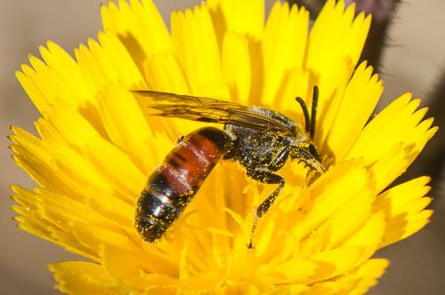 Réf. 173 497 : Lasioglossum sp.
