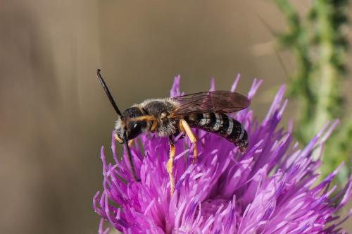 Halictus scabiosae