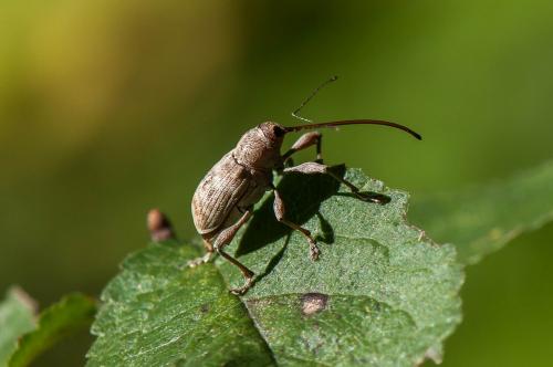 Curculio elephas