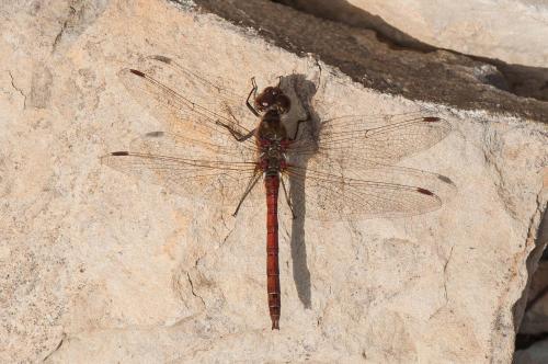 Réf. 173 569 : Sympetrum vulgatum