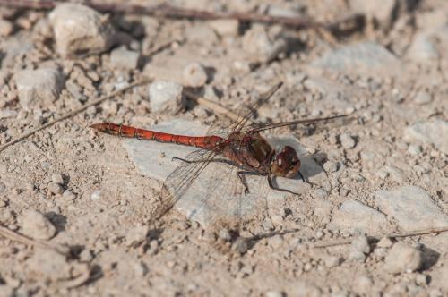 Réf. 173 499 : Sympetrum vulgatum