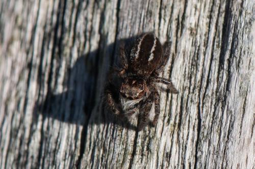 Philaeus chrysops