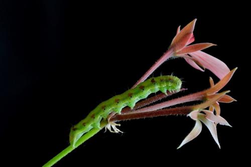 Helicoverpa armigera