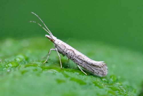 Réf. 173 760 : Plutella xylostella