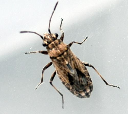Réf. 173 058 : Ortholomus punctipennis