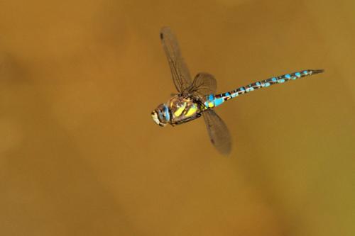 Aeshna mixta