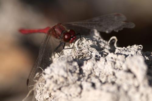 Sympetrum sanguineum