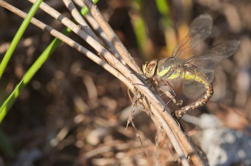 Aeshna mixta