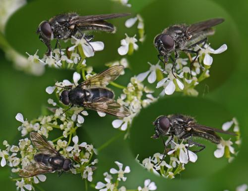 Cheilosia sp.