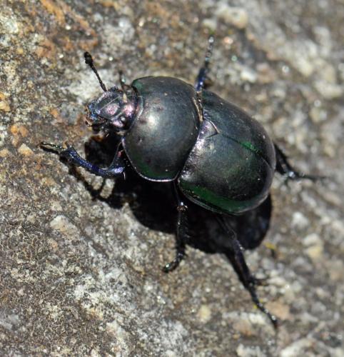 Réf. 173 361 : Trypocopris pyrenaeus