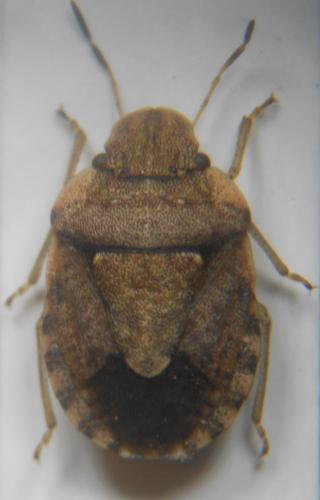 Réf. 173 819 : Sciocoris maculatus