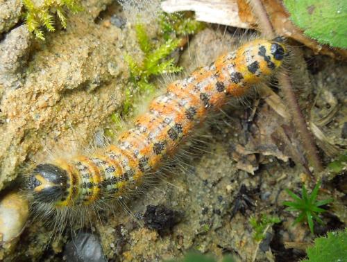 Phalera bucephala