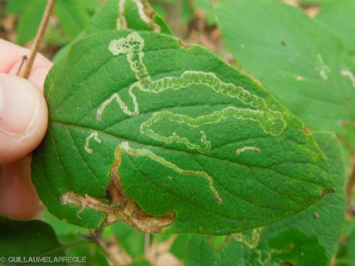 Phytomyza lonicerae