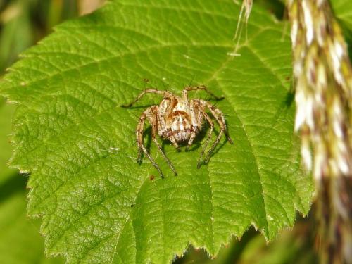Oxyopes heterophthalmus