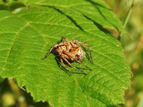 Oxyopes heterophthalmus