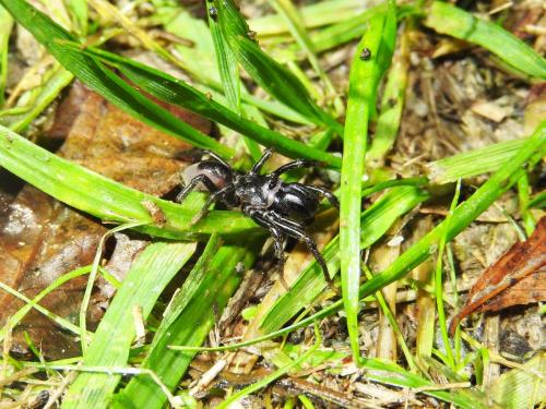 Atypus sp.