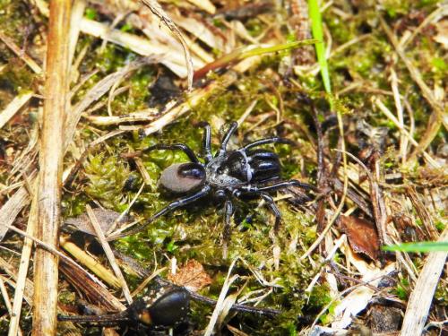 Réf. 173 850 : Atypus sp.