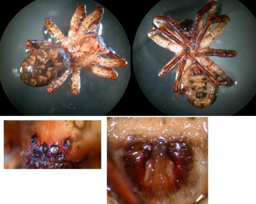 Zoropsis spinimana