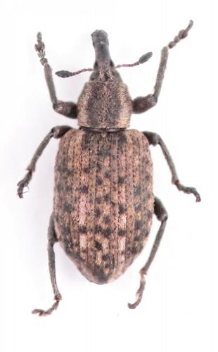 Hypera conmaculata