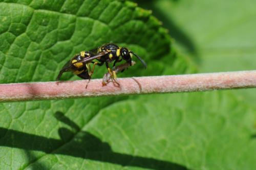 Eumenes sp.