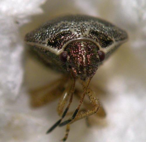 Réf. 173 726 : Eysarcoris ventralis