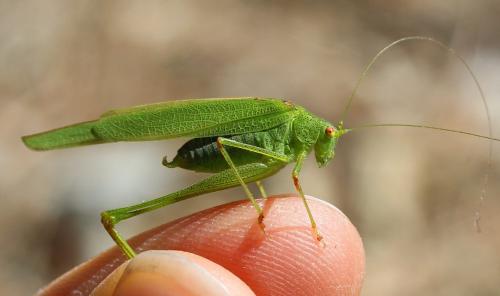 Phaneroptera nana