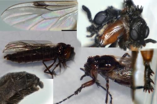 Réf. 173 606 : Dilophus clavicornus