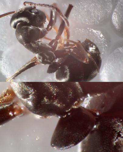 Réf. 173 902 : Formica sp.