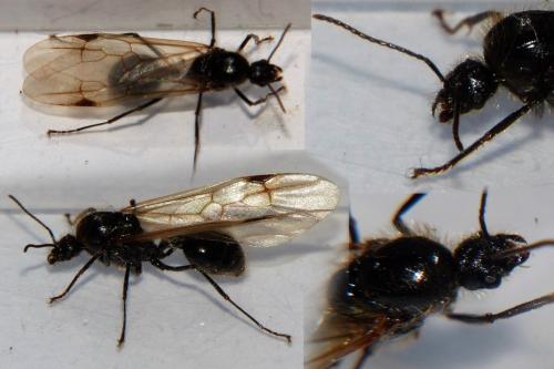 Réf. 173 116 : Messor sp.