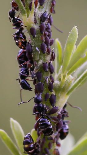 Camponotus piceus