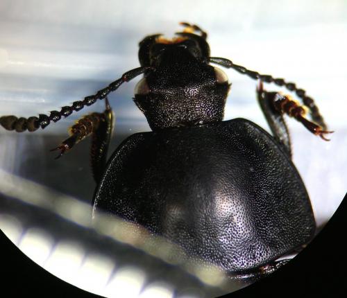 Silpha tyrolensis