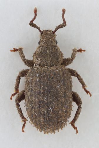 Cathormiocerus spinosus