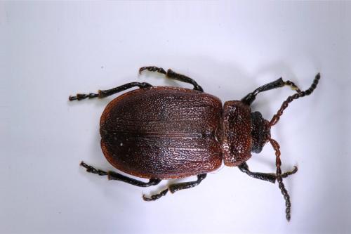 Emarhopa rufa