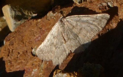 Gnophos obfuscata
