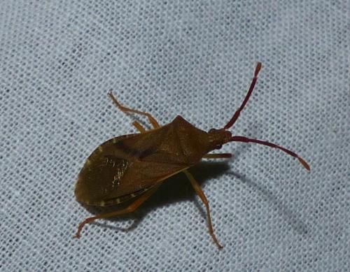 Gonocerus acuteangulatus