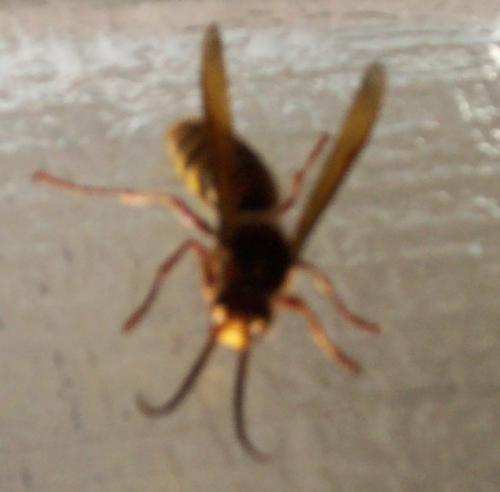 Vespa crabro