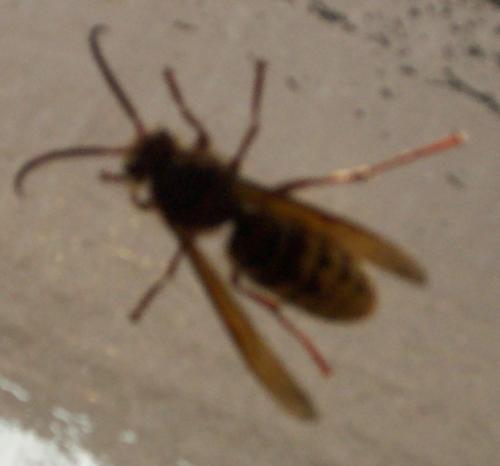 Réf. 173 533 : Vespa crabro
