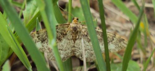 Parectropis similaria