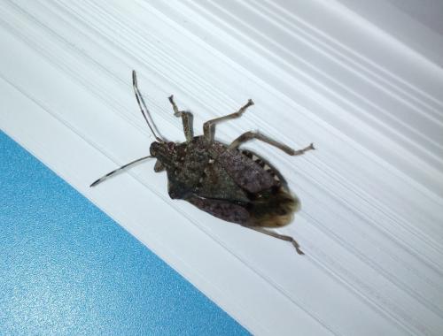 Halyomorpha halys