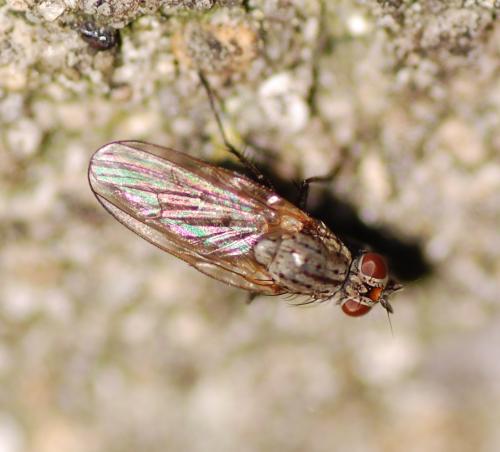 Hylemya sp.