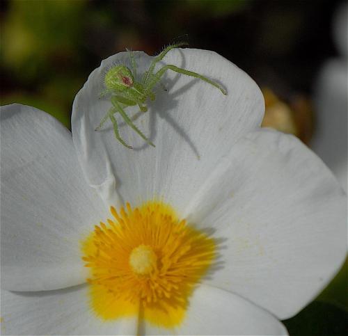 Heriaeus hirtus